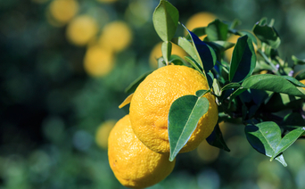 What Is Yuzu and Why Should You Try It Out?